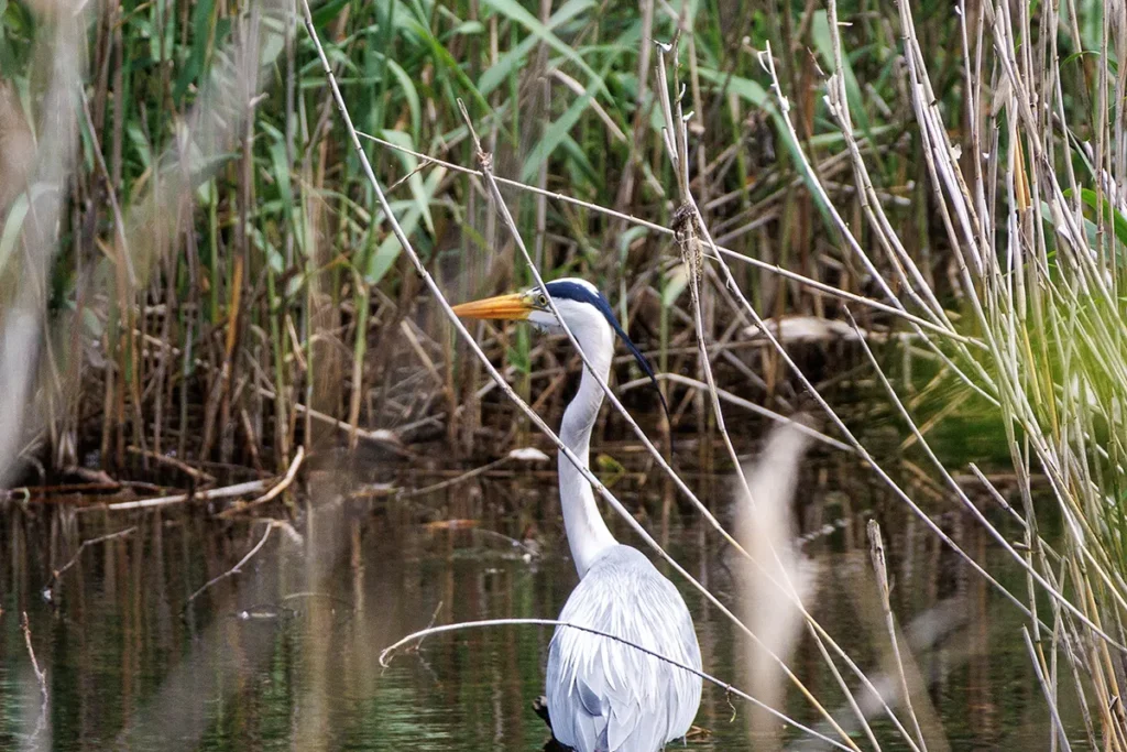 アオサギ