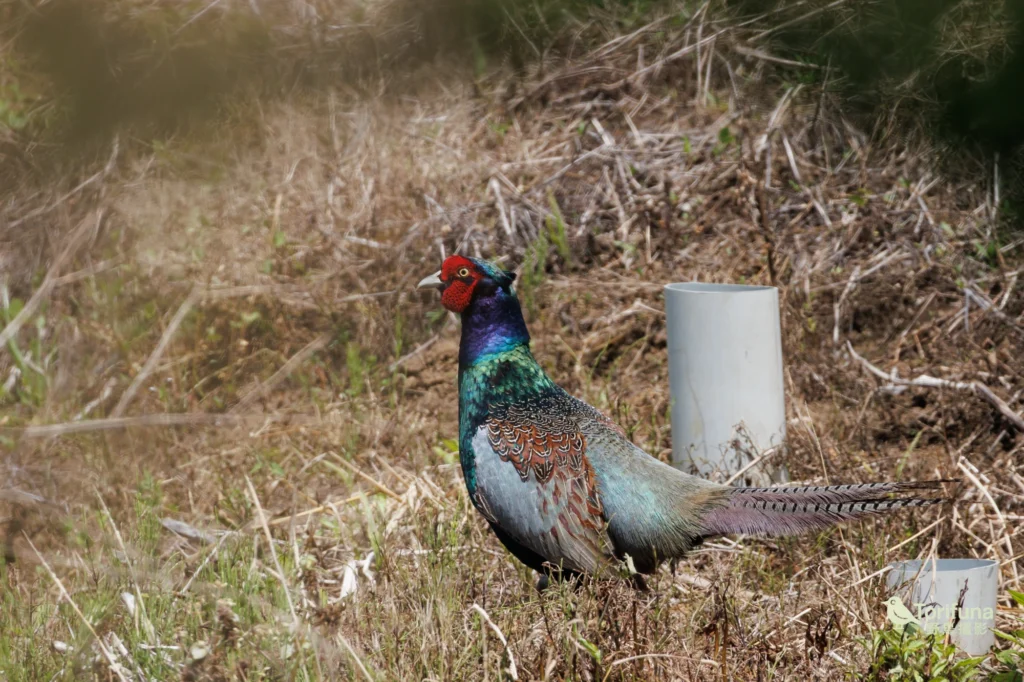 キジ