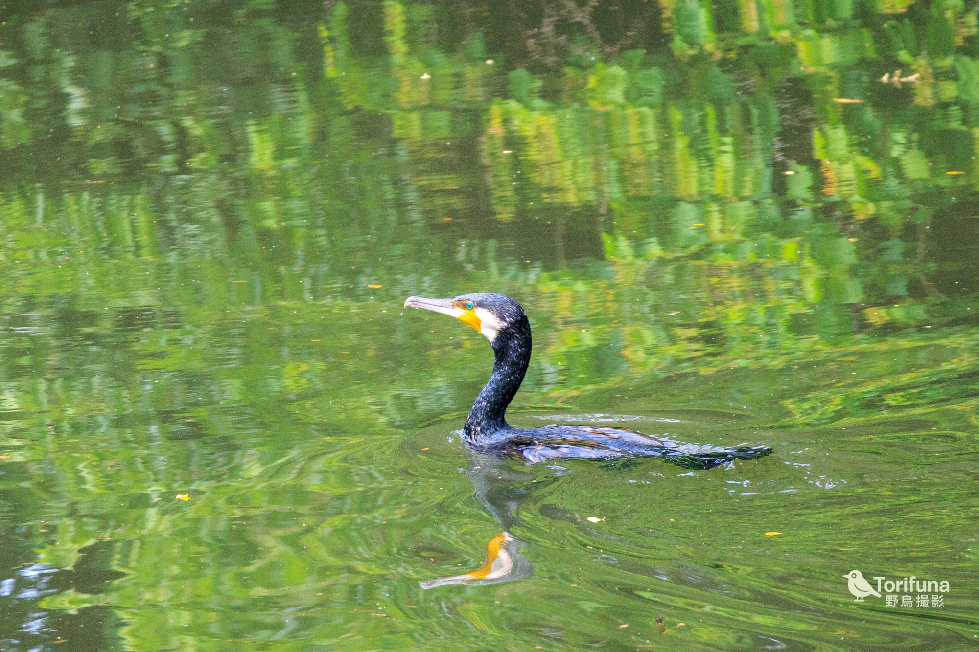 カワウ