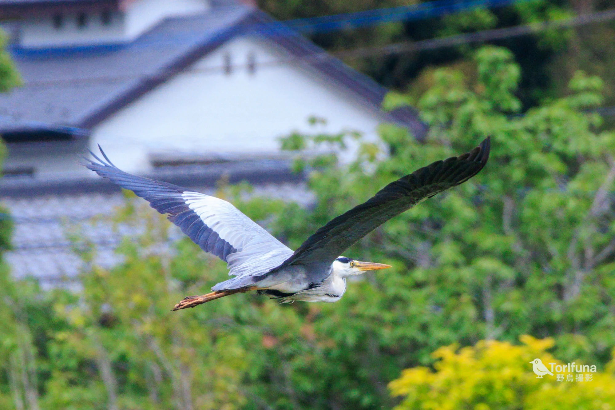 アオサギ