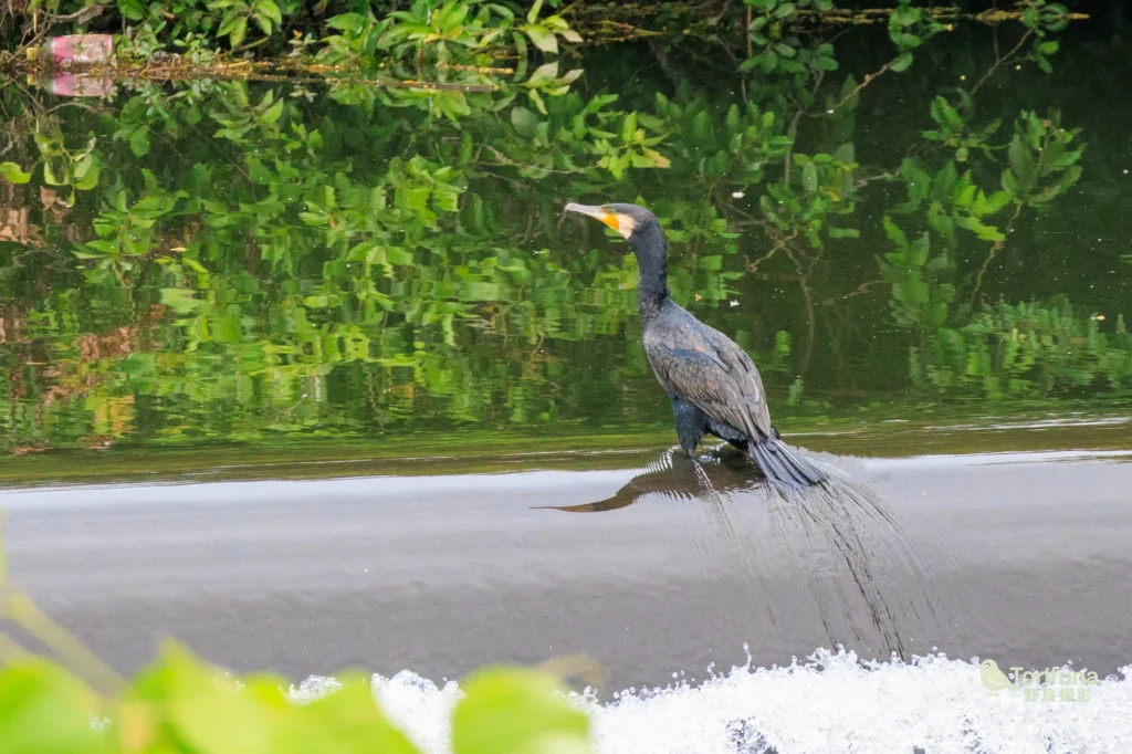 カワウ